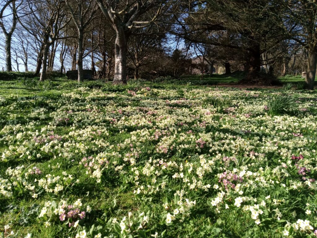 Primroses on the ground in an orchard