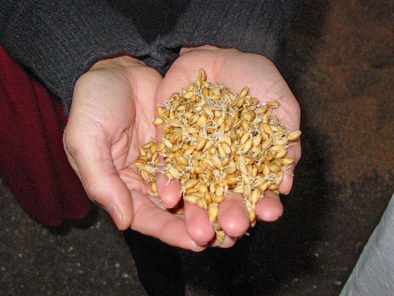 Hands holding malted barley at Laphroig distillery