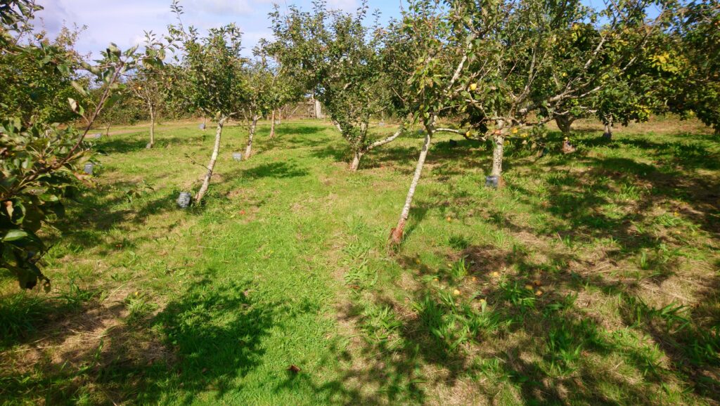 Young apple orchard